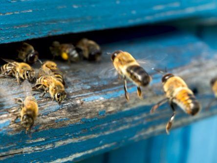 Research shows that bees get less sleep while caring for their young