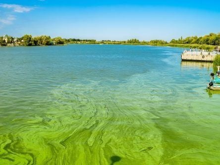 Severe algal blooms in freshwater lakes are spreading across the globe