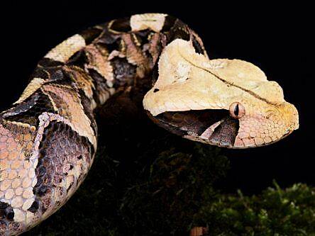 Giant toad transforms itself into deadly viper to scare off predators