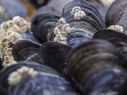 Rare contagious cancer in mussels spreading across the Atlantic Ocean