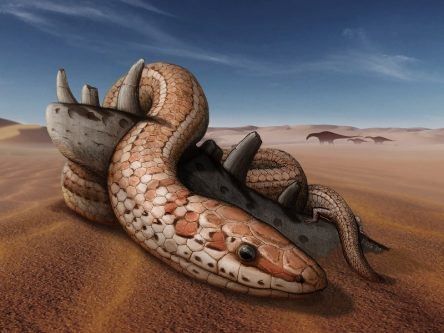 Fossil of a snake with legs helps reveal origin story of slithery reptile
