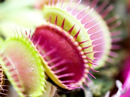 New ‘Venus flytrap’ biosensors snap pollutants from the air