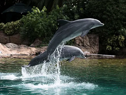 Scientists believe most bottlenose dolphins are ‘right-handed’