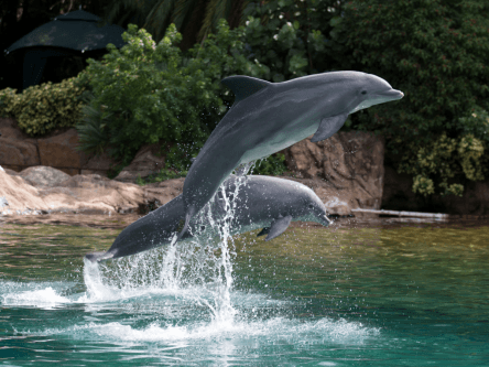Scientists believe most bottlenose dolphins are ‘right-handed’