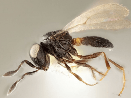Newly discovered parasitic species of wasp named after Idris Elba