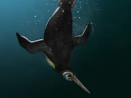 Ancient penguin is missing link between extinct giant and modern relatives