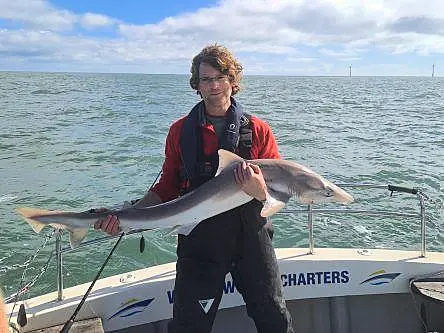 A man, a shark and a wind farm: What’s the catch?