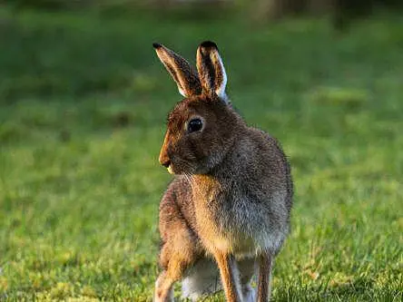 Ireland awards €2.8m to boost local biodiversity projects