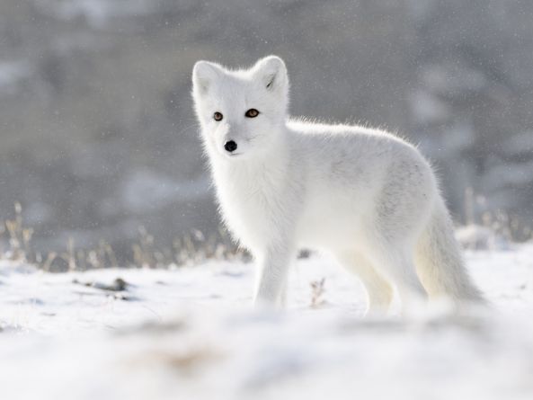 Which animals are most at risk from the climate crisis?
