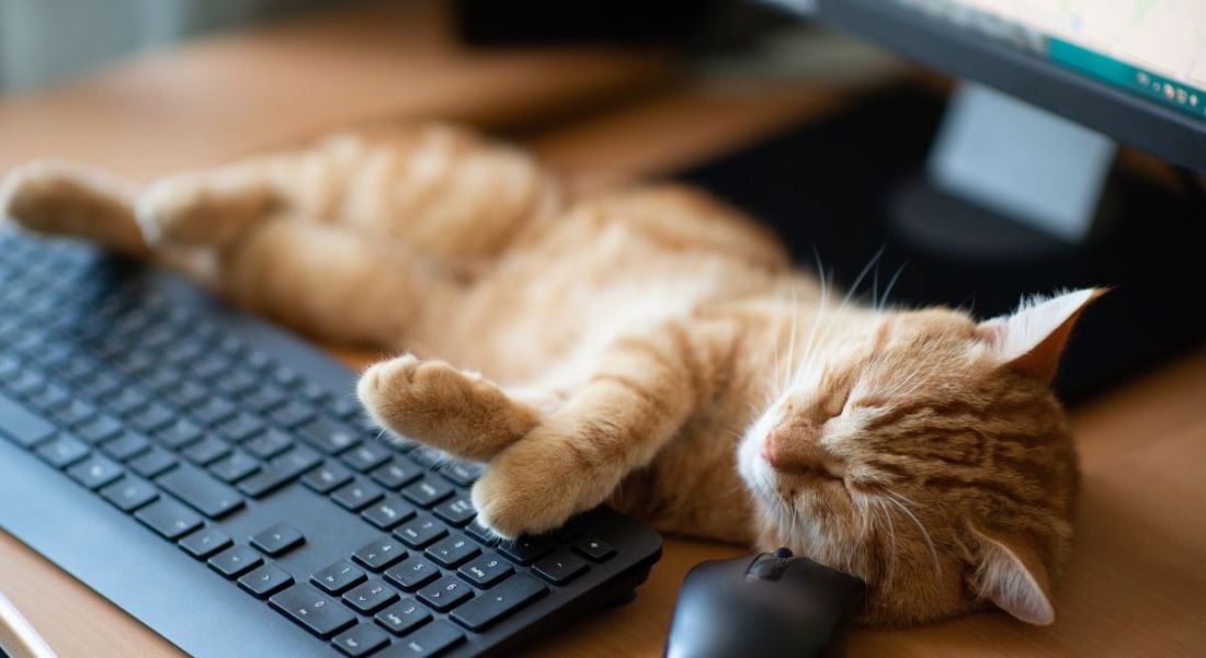 Cute ginger tabby cat well-fed and satisfied sleeps at home working place next to keyboard, PC mouse and monitor screen.