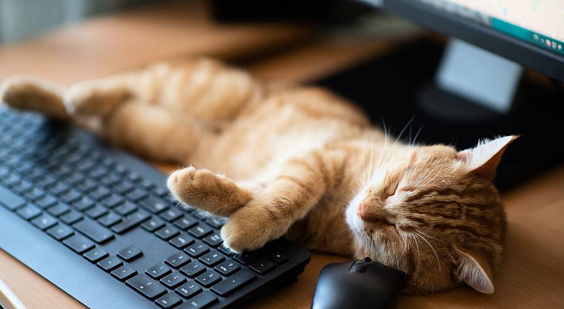 Cute ginger tabby cat well-fed and satisfied sleeps at home working place next to keyboard, PC mouse and monitor screen.