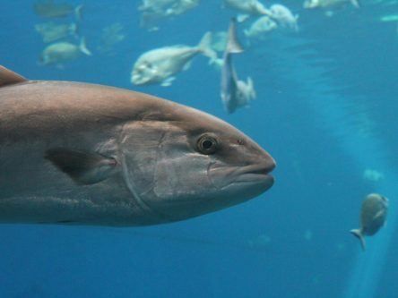 Too hot to handle? Ocean warming pushes Atlantic tuna north