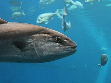 Too hot to handle? Ocean warming pushes Atlantic tuna north