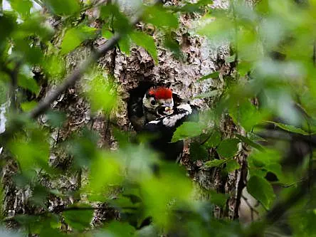 A great bird once thought to be extinct spotted with chicks in Killarney