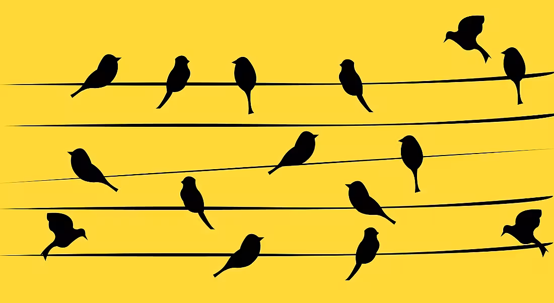 Black silhouettes of birds on wires against a yellow background to symbolise professional networks.