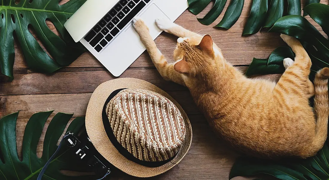 A bird's eye view of a ginger cat on a table with its paws on a laptop and a sun hat and palm leaves around it. to show concept of flexible working.