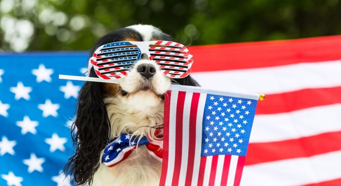 A cute dog, wearing US-themed sunglasses holds a US flag in his mouth, standing in front of a US flag.