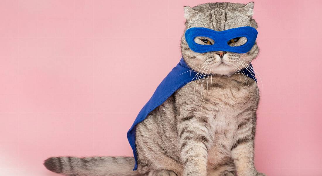 A cat in a superhero costume against a pink background represents how CEOs can’t be expected to be superheroes in the workplace.