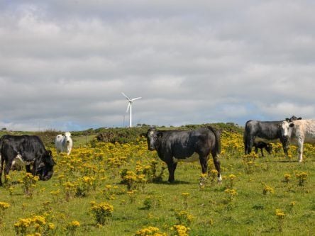 Kerry reclaims top wind energy producer title from Cork