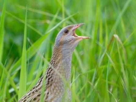 Irish corncrake territories hit highest levels in 25 years