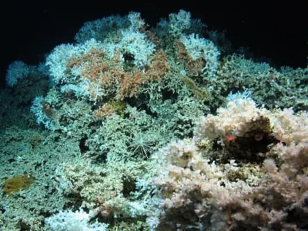 Ireland’s deep-sea corals are ingesting microplastics