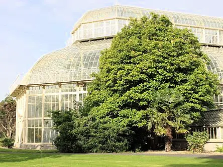 Trinity scientists enlist ‘witness trees’ for climate tracking project