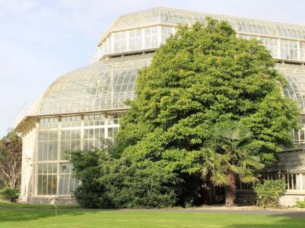 Trinity scientists enlist ‘witness trees’ for climate tracking project