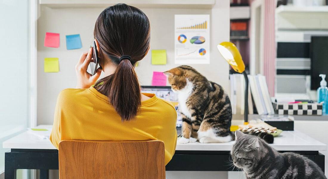 A woman facing a laptop works from home, as two cats look on.