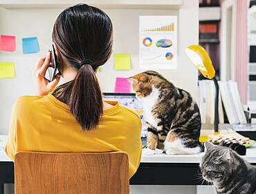 A woman facing a laptop works from home, as two cats look on.