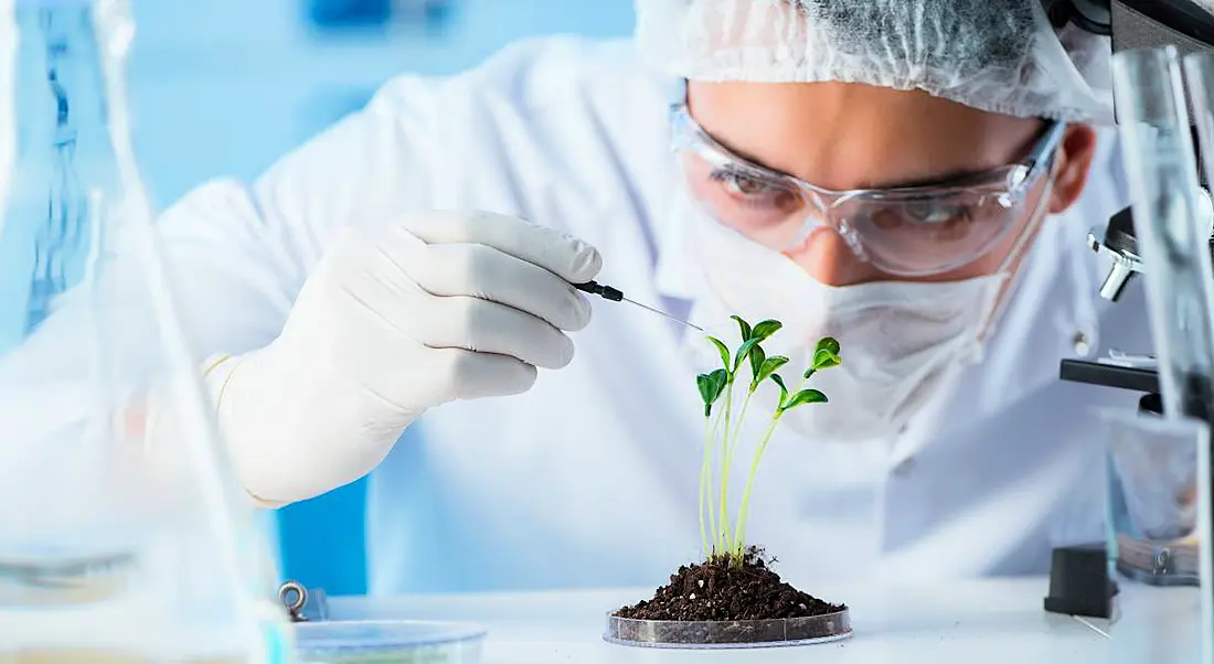 A scientist in PPE studies a green plant rising from a petri dish.