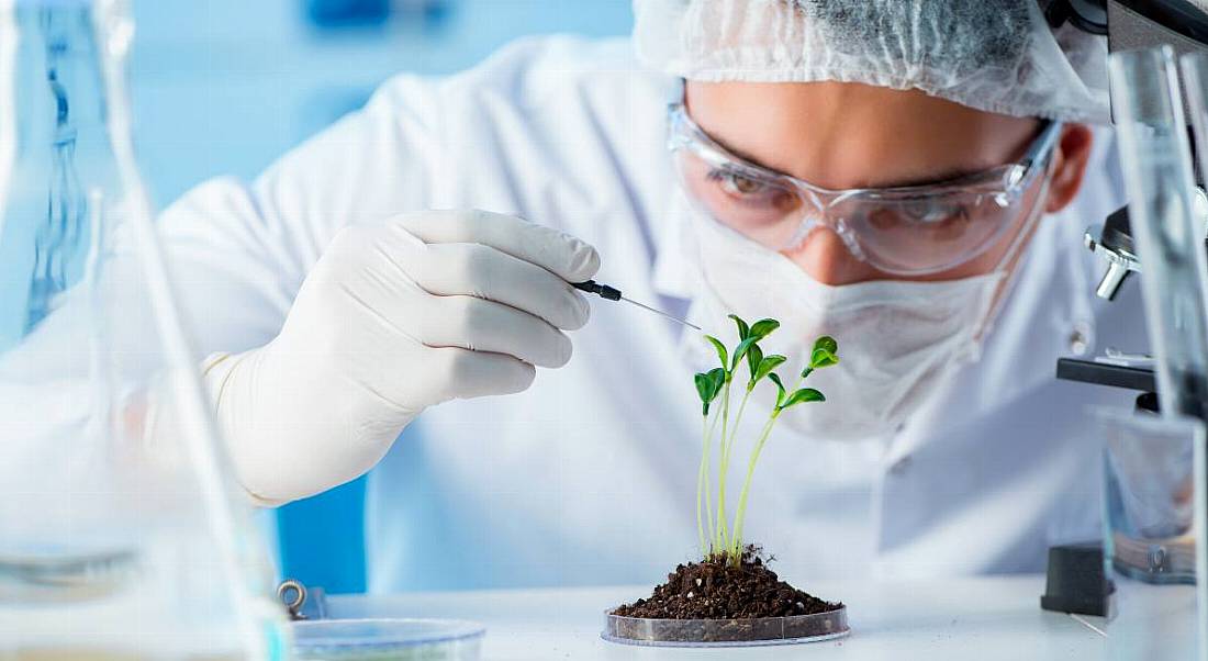 A scientist in PPE studies a green plant rising from a petri dish.