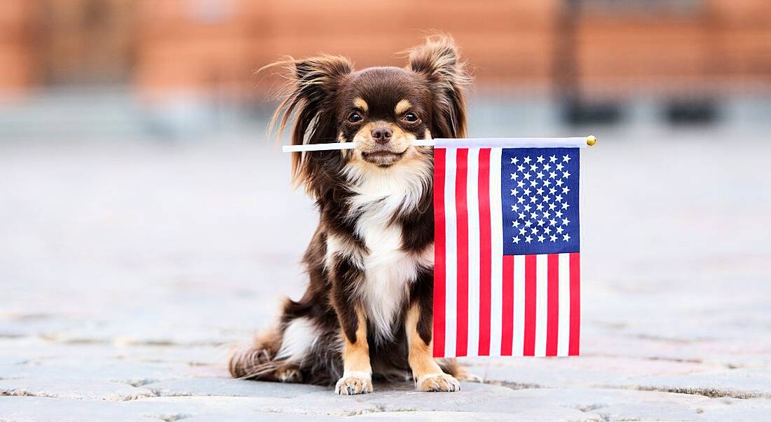 A small, brown chihuahua is holding an American flag in his mouth.