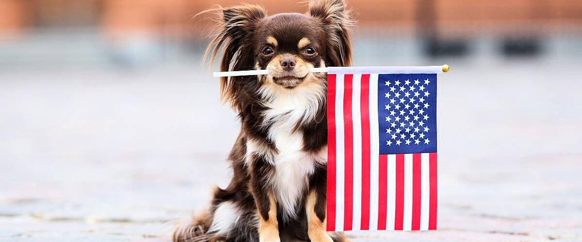 A small, brown chihuahua is holding an American flag in his mouth.