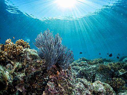 Survey finds ‘substantial losses’ in parts of Great Barrier Reef