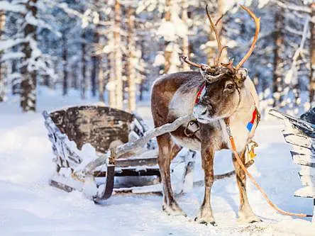 Five ways reindeer evolved to pull Santa’s sleigh