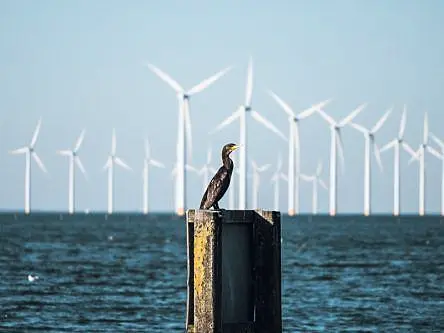 CETUS: How could offshore wind farms affect Ireland’s marine life?