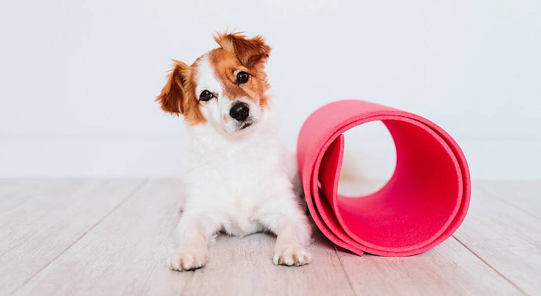 Small jack russell dog lying on the floor beside a yoga mat.