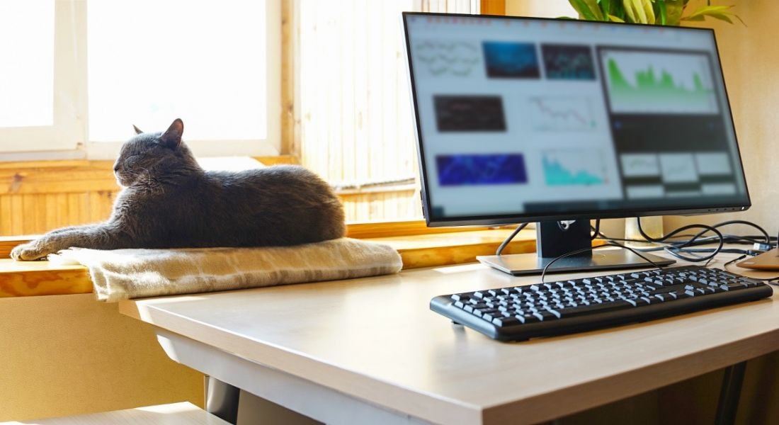A home office set-up by a window where a cat is lounging in the sunlight.