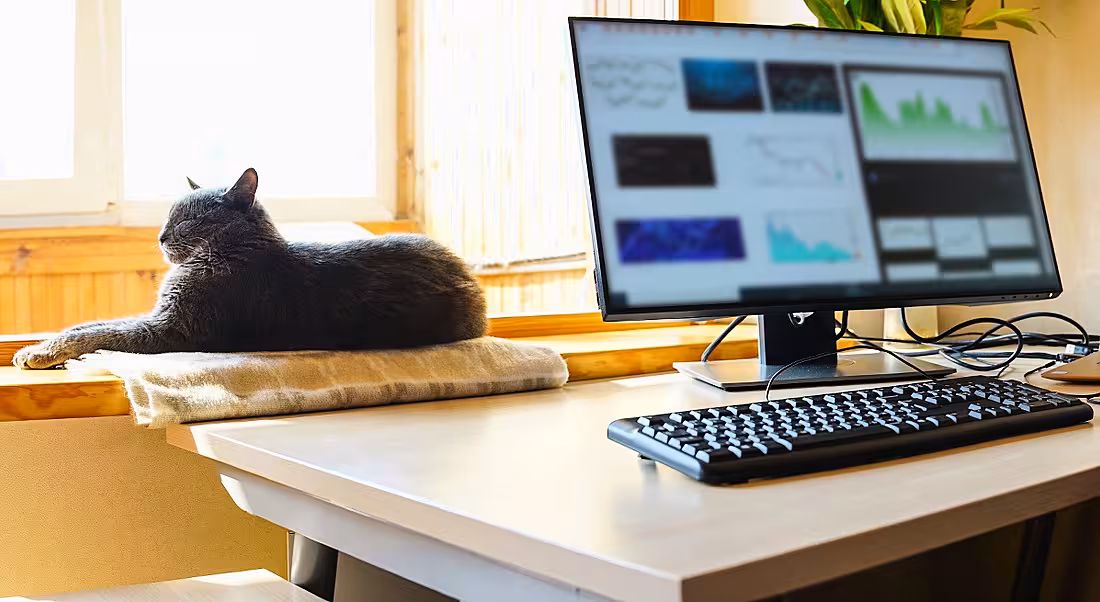 A home office set-up by a window where a cat is lounging in the sunlight.
