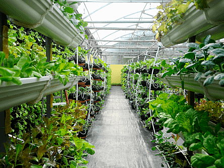 7 urban agriculture start-ups worth keeping an eye on