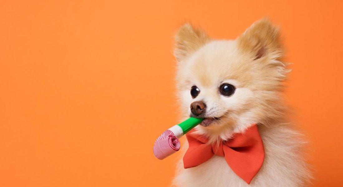 A small dog is dressed up for an event with a red bowtie and party streamer against an orange background.