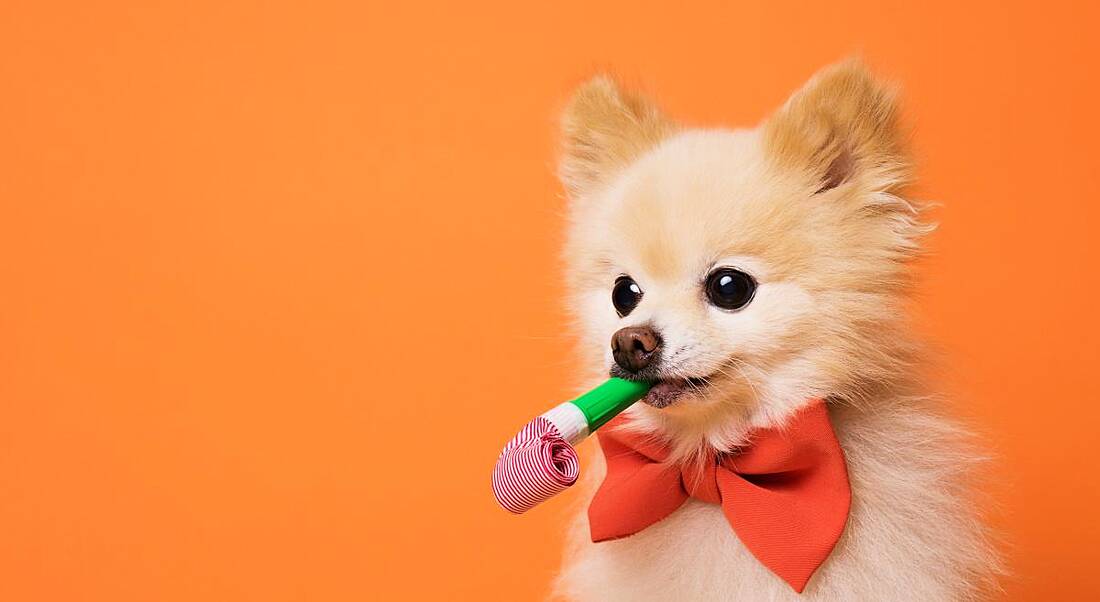 A small dog is dressed up for an event with a red bowtie and party streamer against an orange background.