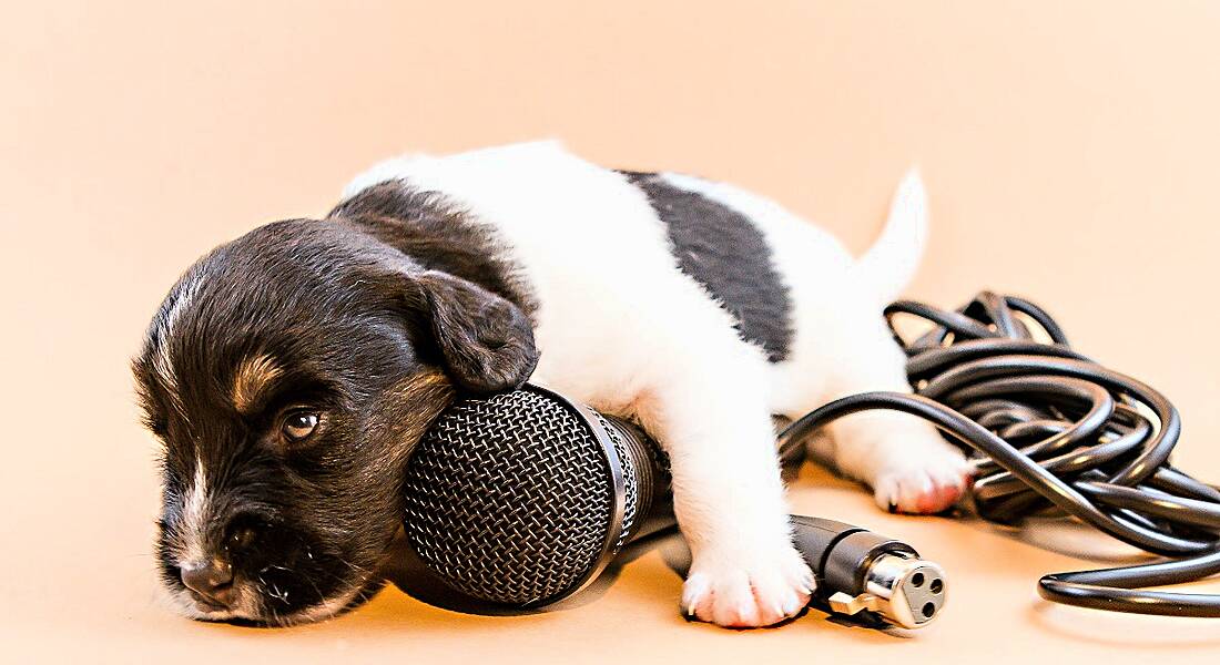 A puppy is resting on a microphone against a pale pink background.