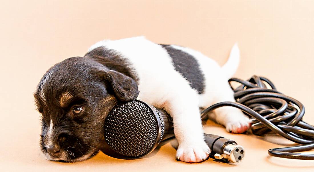 A puppy is resting on a microphone against a pale pink background.