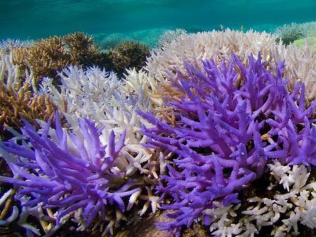 Mysterious neon coral may be releasing its own ‘sunscreen’