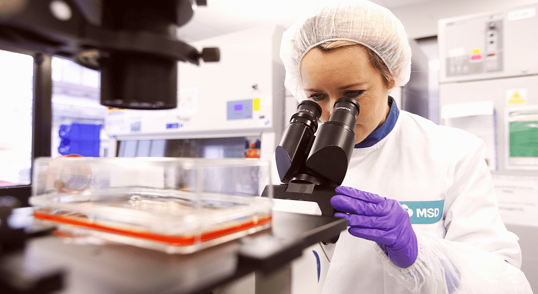 A female scientist wearing an MSD lab coat and protective gear looks into a microscope.