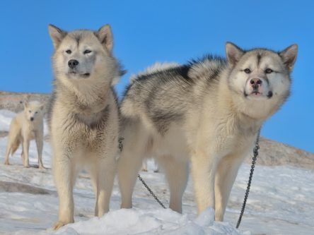 Scientists extract DNA of 9,500-year-old sled dog with surprising results