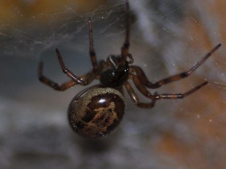 Noble false widow spider venom is more like a black widow’s than we thought