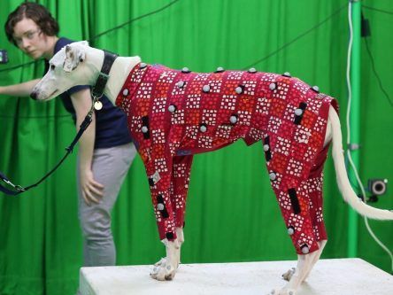 Dog actors for video games no longer need to wear bulky motion capture suits