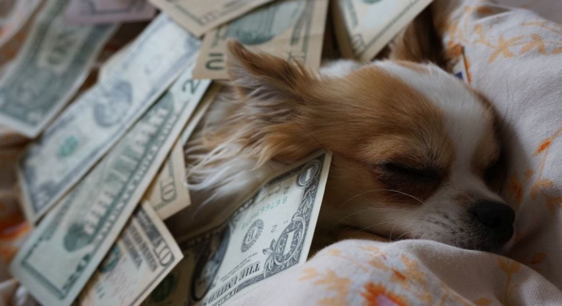 A chihuahua is lying on a couch surrounded by dollar bills.